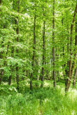 aydınlık yaz orman