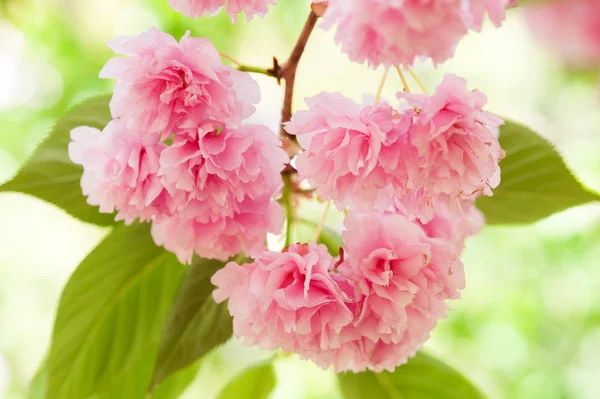 Flor sobre árvore. Sakura. flor de cereja na primavera — Fotografia de Stock