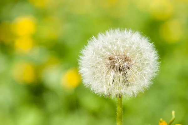 Lente heldere weiland met paardebloem — Stockfoto