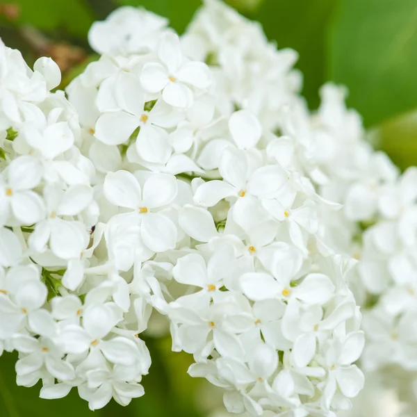 White lilac blossom in spring — Stock Photo, Image