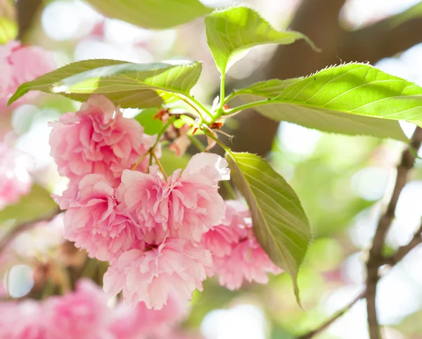Flor en el árbol. Sakura. flor de cerezo en primavera —  Fotos de Stock