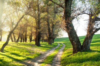 summer forest with sun and dirt road clipart