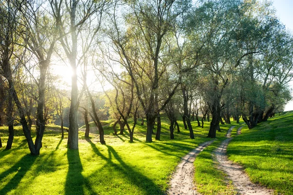 Zomer bos met zon en onverharde weg — Stockfoto