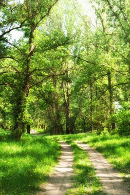 Güneş ve toprak yol ile yaz orman