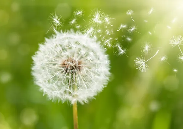 Paardebloem met vliegende zaden — Stockfoto