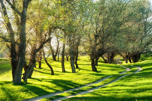 Summer forest with sun and dirt road — Stock Photo, Image