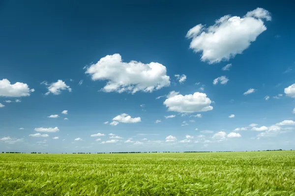 Grön vete fält och blå himmel våren landskap — Stockfoto