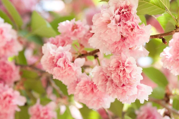 Λουλούδι στην δέντρο. Sakura. κεράσι ανθίσει την άνοιξη — Φωτογραφία Αρχείου