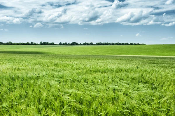 Green wheat field and blue sky spring landscape — Stock Photo, Image