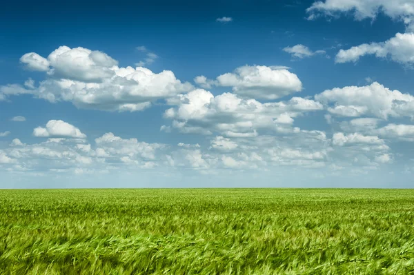 Pole pszenicy zielony i niebieski niebo pejzaż wiosna — Zdjęcie stockowe