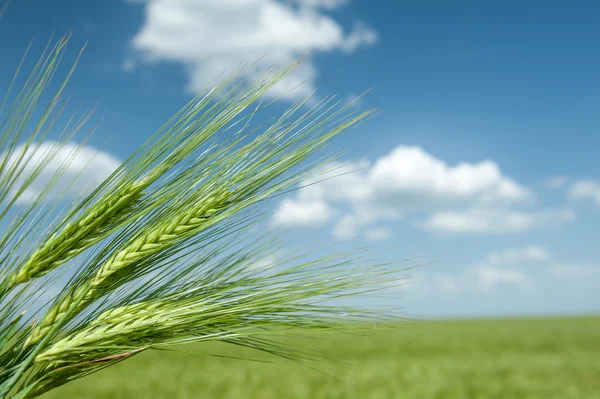 Green wheat field and blue sky spring landscape — Stock Photo, Image