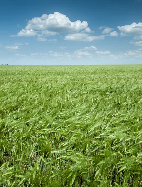 Зеленое пшеничное поле и голубое небо весенний пейзаж — стоковое фото