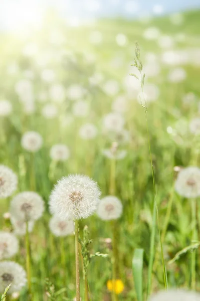 Sunny meadow with dandelions — Stock Photo, Image