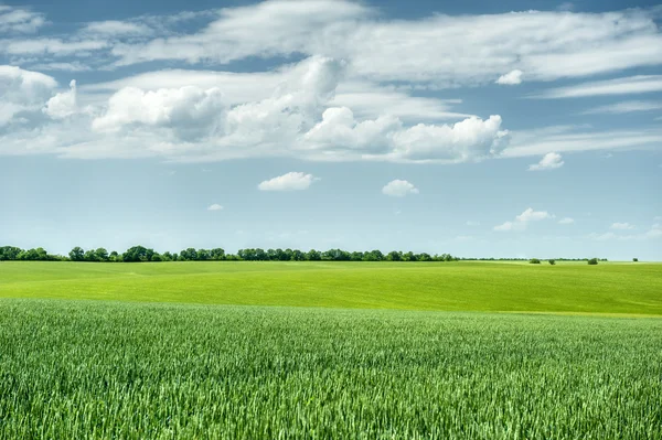 Champ de blé vert et ciel bleu paysage de printemps — Photo