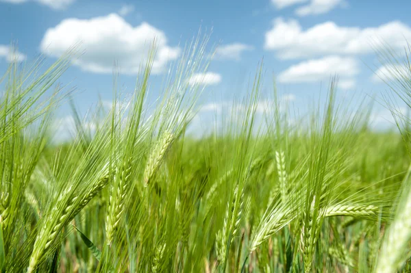 Zelené pšeničné pole a modrá obloha jarní krajina — Stock fotografie