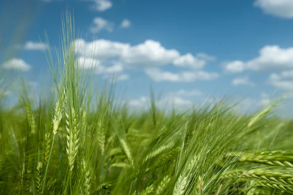 Green wheat field and blue sky spring landscape — Stock Photo, Image