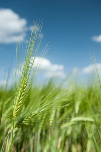グリーン麦畑と青空春の風景 — ストック写真