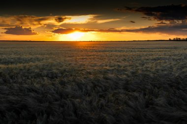 buğday alan günbatımı
