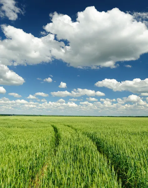 Campo de trigo verde y cielo azul paisaje de primavera —  Fotos de Stock