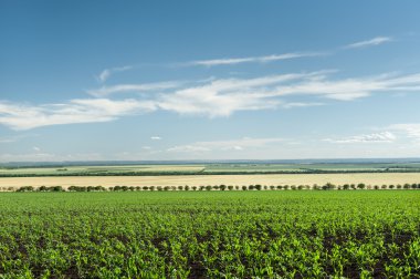 yeşil alan ve mavi gökyüzü manzara bahar