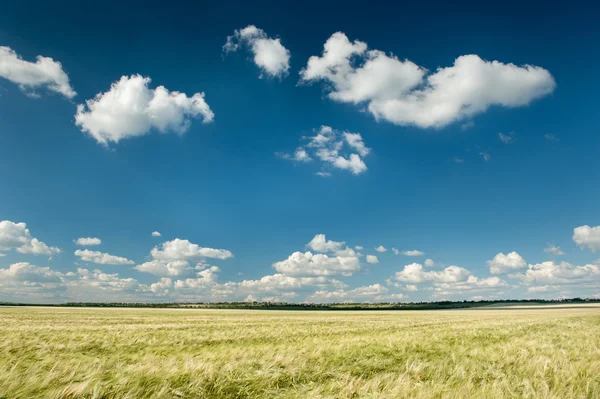 Campo de trigo y cielo azul paisaje de primavera — Foto de Stock