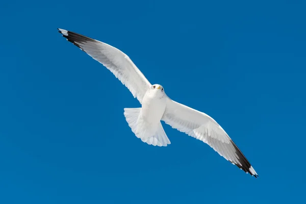 1 つの白い鳥が飛ぶ — ストック写真