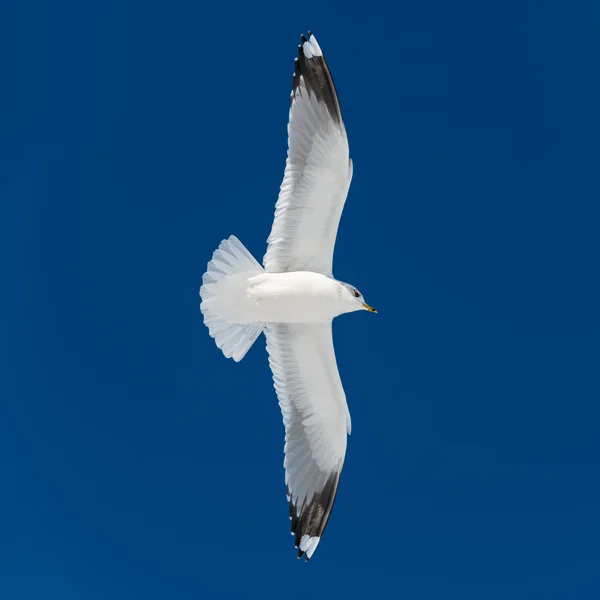 1 つの白い鳥が飛ぶ — ストック写真