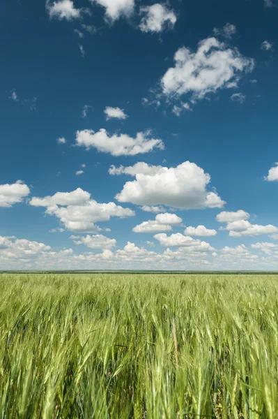 Campo de trigo verde e céu azul primavera paisagem — Fotografia de Stock