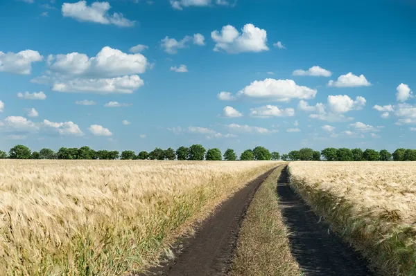 Strada sterrata nel campo di grano — Foto Stock