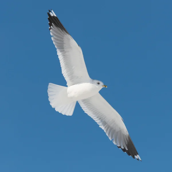 Pássaro branco voa no céu azul — Fotografia de Stock