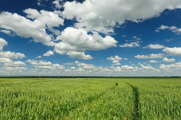 Campo de trigo verde y cielo azul paisaje de primavera — Foto de Stock