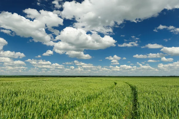 Green wheat field and blue sky spring landscape — Stock Photo, Image