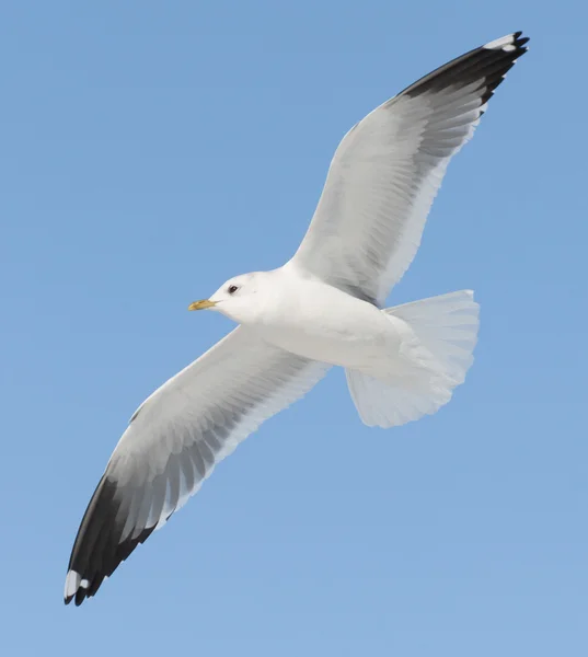 White bird flies on blue sky — Stock Photo, Image