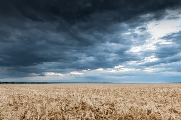 Dark dramatic field and sky landscape — Stock Photo, Image