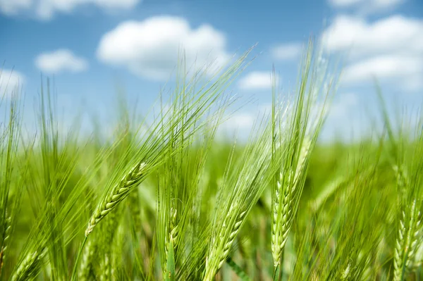 Campo di grano verde e cielo blu paesaggio primaverile — Foto Stock