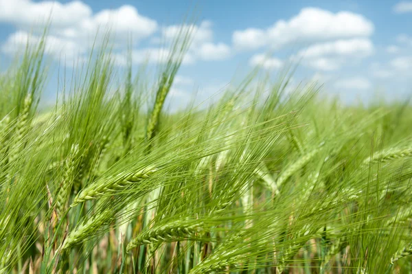 Green wheat field and blue sky spring landscape — Stock Photo, Image