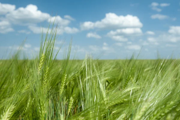 Green wheat field and blue sky spring landscape — Stock Photo, Image