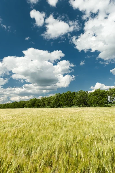 Grön vete fält och blå himmel våren landskap — Stockfoto