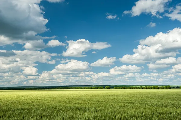 Green wheat field and blue sky spring landscape — Stock Photo, Image