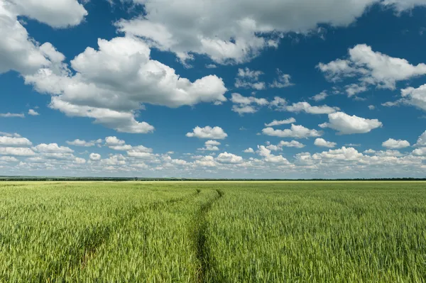 Mező zöld búza és a kék ég tavaszi táj — Stock Fotó
