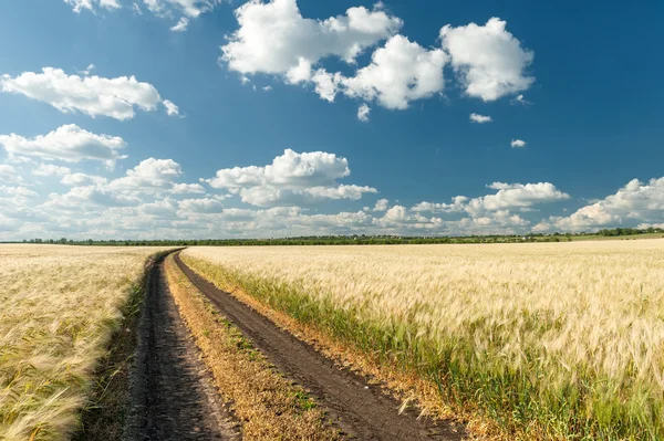 Estrada de terra no campo de trigo — Fotografia de Stock