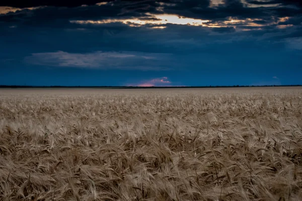 Abendfeld und Himmelslandschaft — Stockfoto