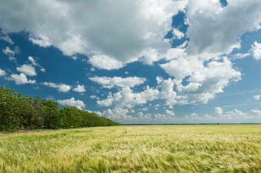Yeşil buğday alan ve mavi gökyüzü manzara bahar