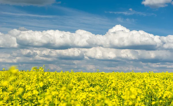 Campo de colza amarillo y cielo azul, un hermoso paisaje primaveral — Foto de Stock