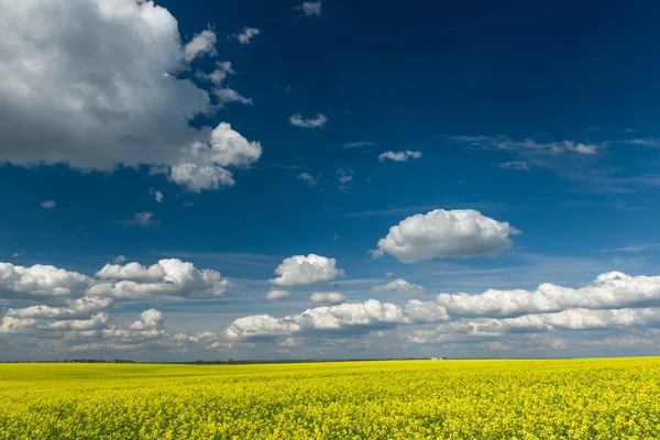 Gelbes Rapsfeld und blauer Himmel, eine wunderschöne Frühlingslandschaft — Stockfoto