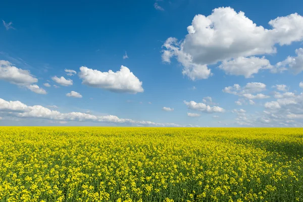 Campo de colza amarillo y cielo azul, un hermoso paisaje primaveral — Foto de Stock