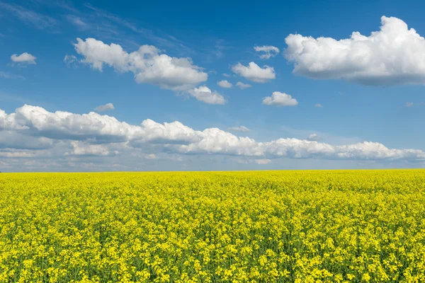 Желтое рапсовое поле и голубое небо, красивый весенний пейзаж — стоковое фото