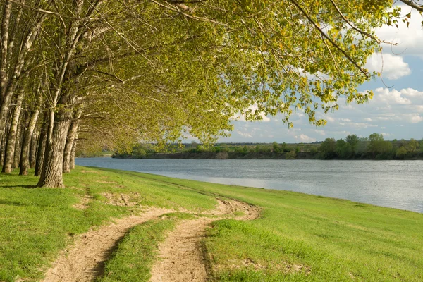 Letní lesní a pozemní cesta poblíž řeky — Stock fotografie