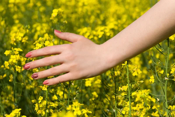 Žena předat pole žlutý květ — Stock fotografie