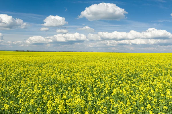 Yellow rapeseed field and blue sky, a beautiful spring landscape — Stock Photo, Image